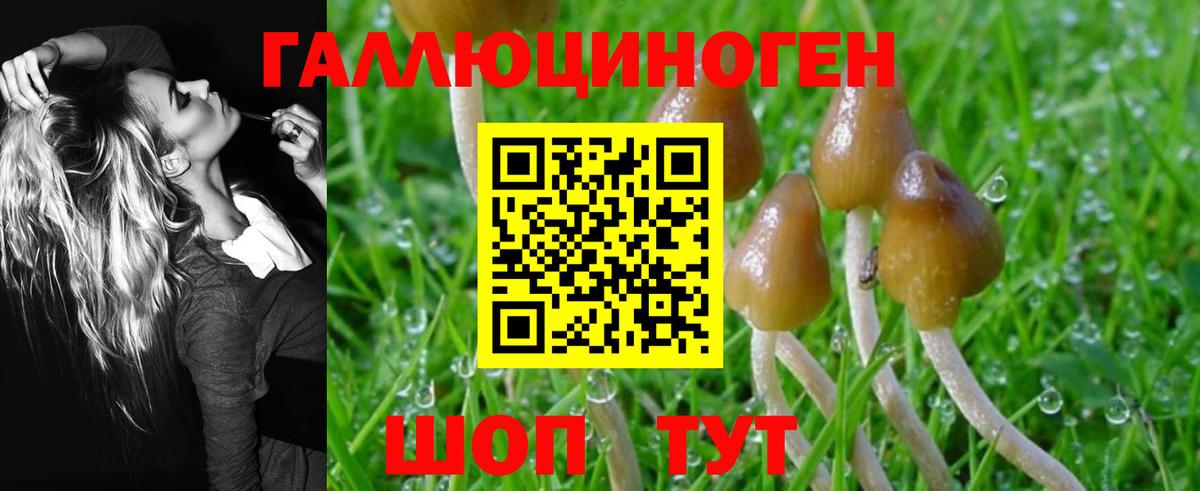 Псилоцибиновые грибы Cubensis  Ачинск 