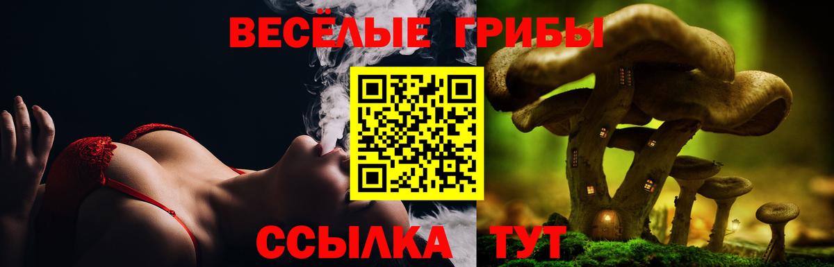 Псилоцибиновые грибы Psilocybe Ачинск